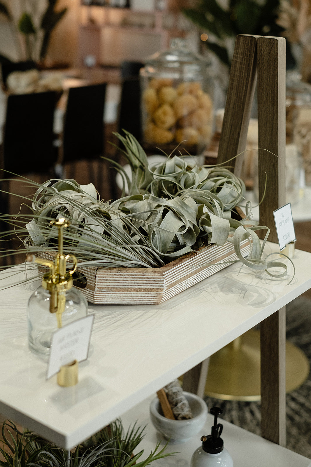 Decorative setup with air plants, jars, and a wooden box on a table.