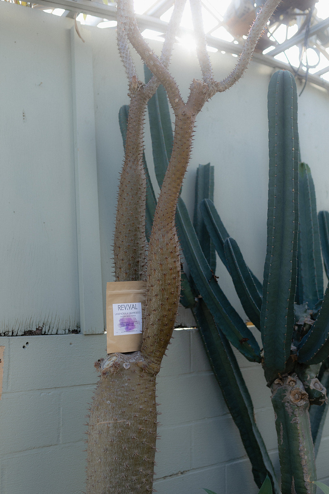 Cactus plant with a cardboard box labeled 'Revivall' against a white wall.