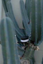 Cactus plant with Revival Lush Locks on it against a white wall.