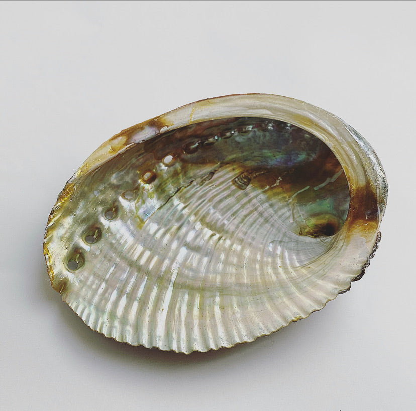 single abalone shell